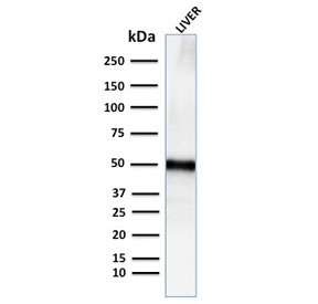 Western blot testing of human liver lysate with recombinant Adip