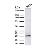 Western blot testing of human HeLa lysate with CRYAB antibody (clone CPTC-CRYAB-1). Predicted molecular weight: ~20 kDa.