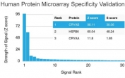 Analysis of HuProt(TM) microarray containing more than 19,000 full-length human proteins using CRYAB antibody (clone CPTC-CRYAB-1). These results demonstrate the foremost specificity of the CPTC-CRYAB-1 mAb. Z- and S- score: The Z-score represents the strength of a signal that an antibody (in combination with a fluorescently-tagged anti-IgG secondary Ab) produces when binding to a particular protein on the HuProt(TM) array. Z-scores are described in units of standard deviations (SD's) above the mean value of all signals generated on that array. If the targets on the HuProt(TM) are arranged in descending order of the Z-score, the S-score is the difference (also in units of SD's) between the Z-scores. The S-score therefore represents the relative target specificity of an Ab to its intended target.