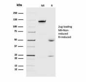 SDS-PAGE analysis of purified, BSA-free CRYAB antibody (clone CPTC-CRYAB-1) as confirmation of integrity and purity.