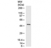 Western blot testing of human liver lysate with recombinant Perilipin 2 antibody (clone ADPN1-2R). Predicted molecular weight ~48 kDa.