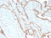 IHC testing of FFPE human placenta with recombinant EGF Receptor antibody (clone GFR/2968R). HIER: boil tissue sections in pH 9 10mM Tris with 1mM EDTA for 20 min and allow to cool before testing.