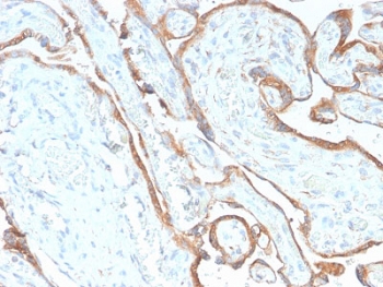 IHC testing of FFPE human placenta with recombinant EGF Receptor antibody (clone GFR/2968R). Required HIER: boiling tissue sections in 10mM citrate buffer, pH 6, for 10-20 min and allow to cool prior to testing.~