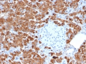 IHC testing of FFPE human pancreas with Carboxypeptidase A1 antibody (clone CPA1/2712). HIER: boil tissue sections in pH6, 10mM citrate buffer, for 10-20 min followed by cooling at RT for 20 min.