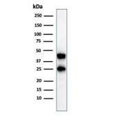 Western blot testing of pancreas lysate with Carboxypeptidase A1 antibody (clone CPA1/2712). Predicted molecular weight ~47 kDa.
