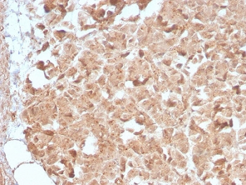 IHC testing of human pancreas with recombinant CELA3B antibody (clone CELA3B/2809R). Required HIER: boil tissue sections in 10mM Tris with 1mM EDTA, pH 9, for 10-20 min followed by cooling at RT for 20 min.~