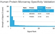 Analysis of HuProt(TM) microarray containing more than 19,000 full-length human proteins using GATA3 antibody (clone GATA3/2688). These results demonstrate the foremost specificity of the GATA3/2688 mAb.<BR>Z- and S- score: The Z-score represents the strength of a signal that an antibody (in combination with a fluorescently-tagged anti-IgG secondary Ab) produces when binding to a particular protein on the HuProt(TM) array. Z-scores are described in units of standard deviations (SD's) above the mean value of all signals generated on that array. If the targets on the HuProt(TM) are arranged in descending order of the Z-score, the S-score is the difference (also in units of SD's) between the Z-scores. The S-score therefore represents the relative target specificity of an Ab to its intended target.
