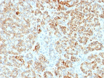 IHC testing of FFPE human pancreas with FXN antibody. Required HIER: boil tissue sections in pH 9 10mM Tris with 1mM EDTA for 10-20 min and allow to cool before testing.~