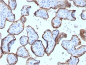 IHC testing of FFPE human placenta with recombinant Placental Alkaline Phosphatase antibody (clone ALPP/2899R).