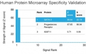 Analysis of HuProt(TM) microarray containing more than 19,000 full-length human proteins using GATA3 antibody (clone GATA3/2442). These results demonstrate the foremost specificity of the GATA3/2442 mAb. Z- and S- score: The Z-score represents the strength of a signal that an antibody (in combination with a fluorescently-tagged anti-IgG secondary Ab) produces when binding to a particular protein on the HuProt(TM) array. Z-scores are described in units of standard deviations (SD's) above the mean value of all signals generated on that array. If the targets on the HuProt(TM) are arranged in descending order of the Z-score, the S-score is the difference (also in units of SD's) between the Z-scores. The S-score therefore represents the relative target specificity of an Ab to its intended target.