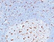IHC staining of FFPE human tonsil with recombinant CD68 antibody (clone CDLA68-3R). HIER: boil tissue sections in pH6, 10mM citrate buffer, for 10-20 min followed by cooling at RT for 20 min.