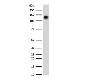 Western blot testing of human spleen lysate with CD68 antibody (clone CDLA68-3R). Expected molecular weight: 37-110 kDa depending on glycosylation level.~