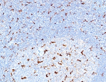 IHC staining of FFPE human tonsil with recombinant CD68 antibody (clone CDLA68-3R)