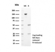 SDS-PAGE analysis of purified, BSA-free Fibrillin-1 antibody (clone FBN1/6933) as confirmation of integrity and purity.