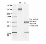 SDS-PAGE analysis of purified, BSA-free FBN1 antibody (clone FBN1/2191) as confirmation of integrity and purity.
