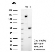 SDS-PAGE analysis of purified, BSA-free recombinant Steroidogenic Factor 1 antibody (clone rNR5A1/4369) as confirmation of integrity and purity.