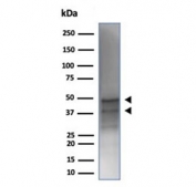 Western blot testing of human MCF-7 cell lysate using recombinant GATA Binding Protein 3 antibody (clone rGATA3/3870). Observed molecular weight: ~50 kDa (full length), ~37 kDa (splice form).