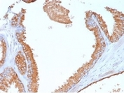 IHC staining of FFPE human prostate tissue with Glypican-3 antibody (clone GPC3/7107). HIER: boil tissue sections in pH 9 10mM Tris with 1mM EDTA for 20 min and allow to cool before testing.
