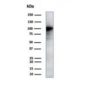 Western blot testing of human kidney tissue lysate using CD13 antibody (clone APN/6998). Expected molecular weight: 110-150 kDa depending on glycosylation level.