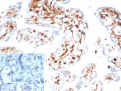 IHC staining of FFPE human spleen tissue with S100A4 antibody (clone S100A4/7096). HIER: boil tissue sections in pH 9 10mM Tris with 1mM EDTA for 20 min and allow to cool before testing.