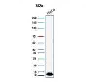 Western blot testing of human HeLa cell lysate with S100A4 antibody. Predicted molecular weight ~12 kDa.