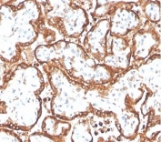 IHC staining of FFPE human placental tissue with HCGb antibody (HCGb/4709R). HIER: boil tissue sections in pH 9 10mM Tris with 1mM EDTA for 20 min and allow to cool before testing.