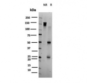 SDS-PAGE analysis of purified, BSA-free BOLA3 antibody (clone PCRP-BOLA3-1A5) as confirmation of integrity and purity.