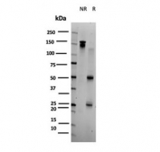 SDS-PAGE analysis of purified, BSA-free BOLA3 antibody (clone PCRP-BOLA3-1A5) as confirmation of integrity and purity.