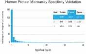 Analysis of HuProt(TM) microarray containing more than 19,000 full-length human proteins using MGMT antibody (clone MGMT/4791). These results demonstrate the foremost specificity of the MGMT/4791 mAb. Z- and S- score: The Z-score represents the strength of a signal that an antibody (in combination with a fluorescently-tagged anti-IgG secondary Ab) produces when binding to a particular protein on the HuProt(TM) array. Z-scores are described in units of standard deviations (SD's) above the mean value of all signals generated on that array. If the targets on the HuProt(TM) are arranged in descending order of the Z-score, the S-score is the difference (also in units of SD's) between the Z-scores. The S-score therefore represents the relative target specificity of an Ab to its intended target.