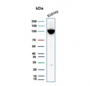 Western blot testing of human kidney tissue lysate with recombinant CD10 antibody. Routinely visualized at ~100 kDa.