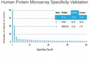 Analysis of HuProt(TM) microarray containing more than 19,000 full-length human proteins using CD276 antibody (clone B7H3/4345). These results demonstrate the foremost specificity of the B7H3/4345 mAb. Z- and S- score: The Z-score represents the strength of a signal that an antibody (in combination with a fluorescently-tagged anti-IgG secondary Ab) produces when binding to a particular protein on the HuProt(TM) array. Z-scores are described in units of standard deviations (SD's) above the mean value of all signals generated on that array. If the targets on the HuProt(TM) are arranged in descending order of the Z-score, the S-score is the difference (also in units of SD's) between the Z-scores. The S-score therefore represents the relative target specificity of an Ab to its intended target.