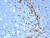 IHC staining of FFPE human tonsil tissue with recombinant PDCD1 antibody (clone PDCD1/7125). HIER: boil tissue sections in pH 9 10mM Tris with 1mM EDTA for 20 min and allow to cool before testing.