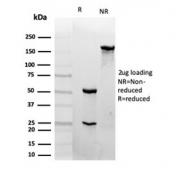 SDS-PAGE analysis of purified, BSA-free CD31 antibody (clone PECAM1/4341) as confirmation of integrity and purity.