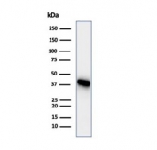 Western blot testing of human HEK293 cell lysate using CKB antibody (clone CKBB/6565). Predicted molecular weight ~43 kDa.