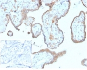 IHC staining of FFPE human placental tissue with B7-H3 antibody (clone B7H3/4348) at 2ug/ml. Negative control inset: PBS used instead of primary antibody to control for secondary Ab binding. HIER: boil tissue sections in pH 9 10mM Tris with 1mM EDTA for 20 min and allow to cool before testing.