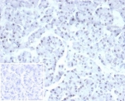 IHC staining of FFPE human pancreas with recombinant PHOX2B antibody (clone PHOX2B/7161R). Negative control inset: PBS used instead of primary antibody to control for secondary Ab binding.