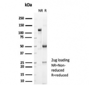 SDS-PAGE analysis of purified, BSA-free LFA-2 antibody (clone LFA2/7100) as confirmation of integrity and purity.