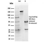 SDS-PAGE analysis of purified, BSA-free Keratin 14 antibody (clone KRT14/4127) as confirmation of integrity and purity.