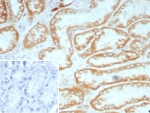 IHC staining of FFPE human kidney tissue with Biotin antibody (clone BTN/8672R). HIER: boil tissue sections in pH 9 10mM Tris with 1mM EDTA for 20 min and allow to cool before testing.
