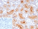 IHC staining of FFPE human kidney tissue with NRP1 / Neuropilin-1 antibody (clone NRP1/4620). Inset: PBS used in place of primary Ab (secondary Ab negative control). HIER: boil tissue sections in pH 9 10mM Tris with 1mM EDTA for 20 min and allow to cool before testing.