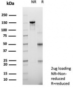 SDS-PAGE analysis of purified, BSA-free RET antibody (clone RET/2975) as confirmation of integrity and purity.