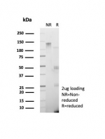 SDS-PAGE analysis of purified, BSA-free GAD2 antibody (clone GAD2/8547) as confirmation of integrity and purity.