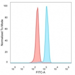 Flow cytometry testing of PFA-fixed human HeLa cells with FOXP4 antibody (clone PCRP-FOXP4-1A10) followed by goat anti-mouse IgG-CF488 (blue); Red = unstained cells.