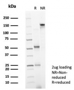 SDS-PAGE analysis of purified, BSA-free FOXP4 antibody (clone PCRP-FOXP4-1G7) as confirmation of integrity and purity.