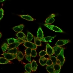 Immunofluorescent staining of PFA-fixed human HeLa cells with SFMBT2 antibody (clone PCRP-SFMBT2-2E12) followed by goat anti-mouse IgG-CF488 (green); Red = CF640R phalloidin.