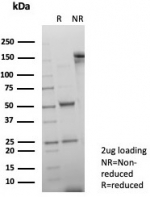SDS-PAGE analysis of purified, BSA-free GATA-3 antibody (clone GATA3/7686R) as confirmation of integrity and purity.