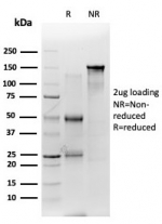SDS-PAGE analysis of purified, BSA-free GAD2 (GAD65) antibody (clone GAD2/6484) as confirmation of integrity and purity.