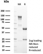 SDS-PAGE analysis of purified, BSA-free NEUROG3 antibody (clone NGN3/1808) as confirmation of integrity and purity.