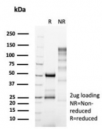 SDS-PAGE analysis of purified, BSA-free NEUROG3 antibody (clone NGN3/1809) as confirmation of integrity and purity.