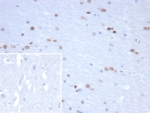IHC staining of FFPE human brain tissue with NEUROG3 antibody (clone NGN3/1809) Inset: PBS used in place of primary Ab (secondary Ab negative control). HIER: boil tissue sections in pH 9 10mM Tris with 1mM EDTA for 20 min and allow to cool before testing.